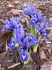 Iris reticulata