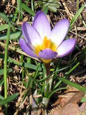 Crocus speciosus´Tricolor´