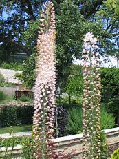 Eremurus robustus Eremurus robustus
