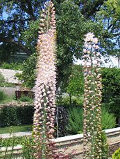 Eremurus robustus 