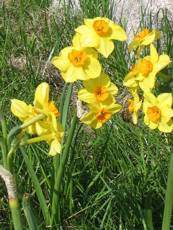 Narcissus hybridus ´Falconet´ 