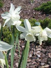 Narcissus hybridus ´Rip van Winkle´ 