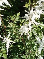 Astilbe x arendsii