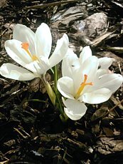 Crocus x hybrida´Miss Vain´ Crocus x hybrida´Miss Vain´