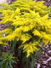 Solidago gigantea´Golden Dwarf´ Solidago gigantea´Golden Dwarf´