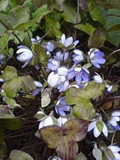 Hepatica nobilis 