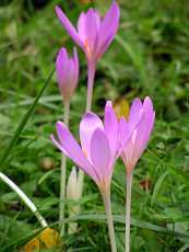 Colchicum autumnale 