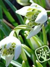 Galanthus nivalis ´Plena´ 