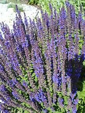 Salvia nemorosa Salvia nemorosa
