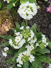 Primula denticulata´Alba´