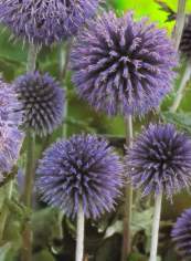 Echinops banaticus 