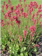 Heuchera x brizoides 