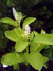 Phytolacca americana