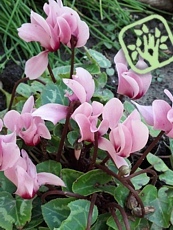 Cyclamen hederifolium