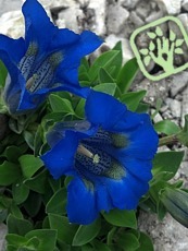 Gentiana acaulis