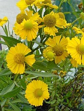 Helenium hybridum 