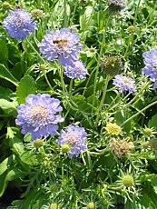 Scabiosa japonica var. Alpina