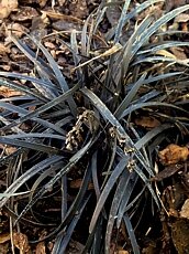 Ophiopogon planiscapus´Nigrescens´