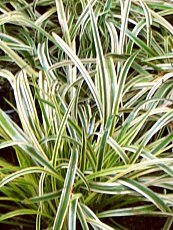 Ophiopogon jaburan ´Variegata´