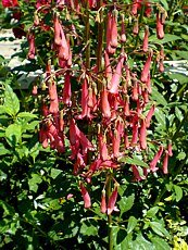 Phygelius x rectus Phygelius x rectus