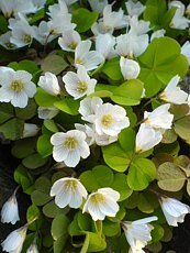 Oxalis acetosella