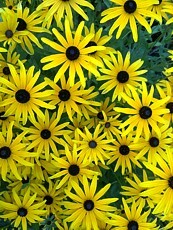 Rudbeckia fulgida