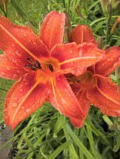 Hemerocallis x hybrida 