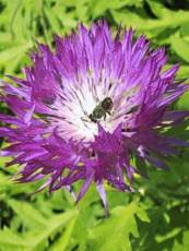 Centaurea dealbata