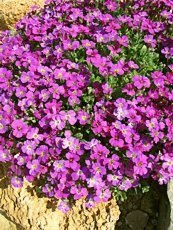 Aubrieta x cultorum ´Cascade Purple´