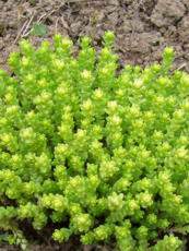 Sedum acre´Aureum´ 