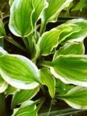 Hosta ´Ground Master´ Hosta ´Ground Master´
