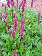 Polygonum affinis ´Darjeeling Red´