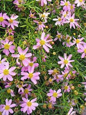 Coreopsis rosea´American Dream´ 