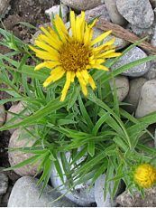 Inula ensifolia´Compacta´ 