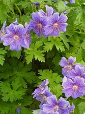 Geranium x magnificum