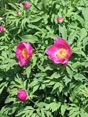 Paeonia humilis var. villosa