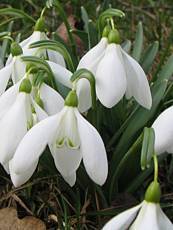 Galanthus nivalis 