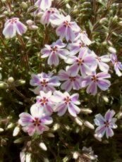 Phlox subulata´Candy Stripe´