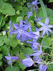 Campanula poscharskyana