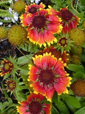 Gaillardia grandiflora 