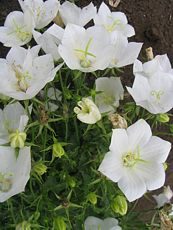 Campanula carpatica´Alba´