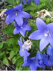 Platycodon grandiflorus