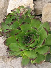 Sempervivum x hybridum´Reihardt´ Sempervivum x hybridum´Reihardt´