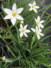 Sisyrinchium albidum Sisyrinchium albidum