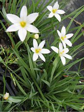 Sisyrinchium albidum 