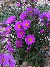 Aster dumosus