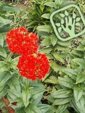 Lychnis chalcedonica Lychnis chalcedonica