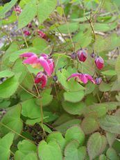 Epimedium rubrum 