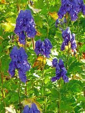 Aconitum x arendsii 