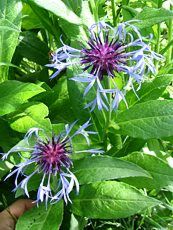 Centaurea montana